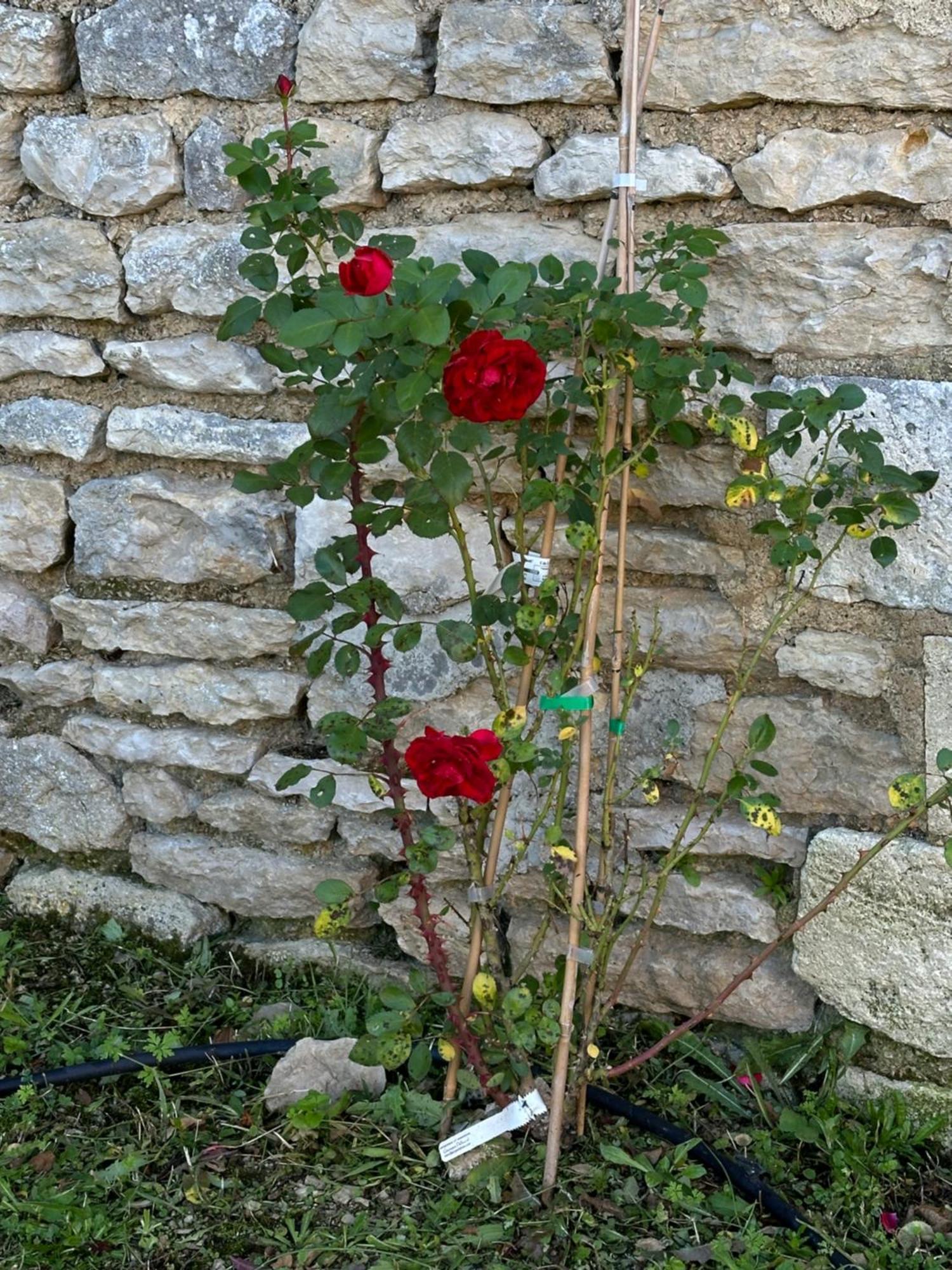 The Charming Private Farmhouse At La Grenouillere Puyreaux Exterior foto